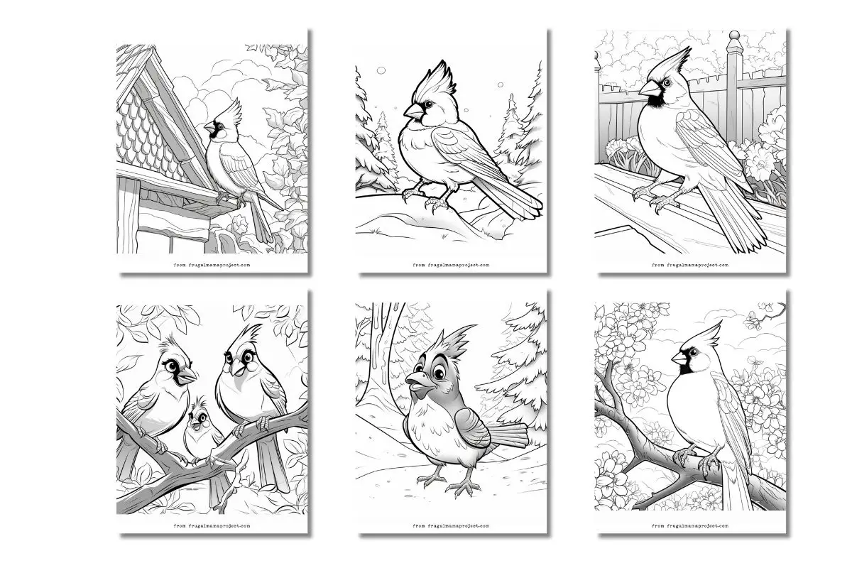 6 cardinal bird coloring sheets on white background
